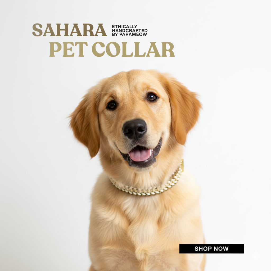 Dog wearing a gold pet collar with 'Sahara Pet Collar' text and 'Shop Now' button on a light gray background.